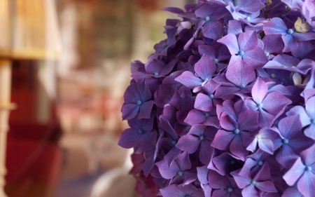 Hydrangeas - hydrangeas, photo, flower, nature