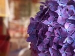 Hydrangeas