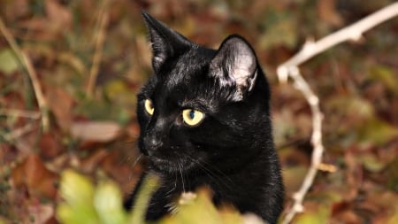 Black cat - black, autumn, red, halloween, anima, cat, leaves