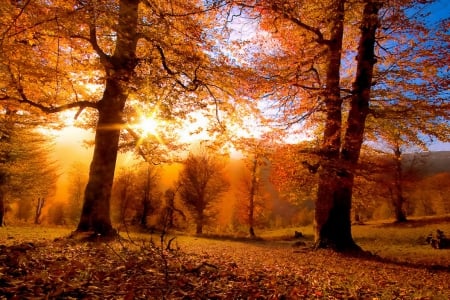 Autumn's warmth - nice, autumn, sky, dazzling, carpet, trees, sun, foliage, calm, amazing, fall, quiet, pretty, golden, rays, falling, sunlight, light, warmth, lovely, serenity, nature, glow, forest, beautiful, leaves