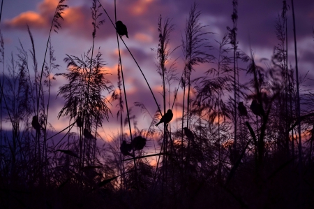 Birds at sunset - birds, sundown, amazing, beautiful, evening, grass, colors, lovely, sunset, nature, nice, dusk, sky