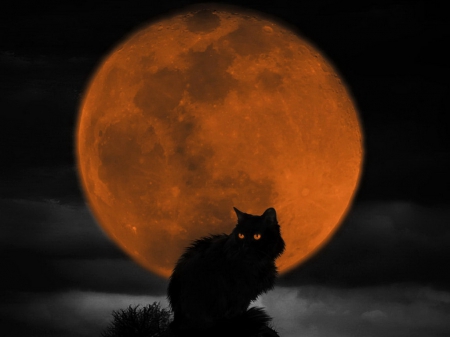 Night cat - moon, cat, shadows, light, beautiful, night, darkness, black