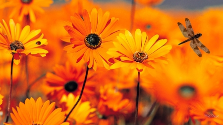 Gerbera Gold - summer, ladybug, daisy, Gerbera, orange, flowers, fall, autumn, bright, lady bug, floral, dragonfly