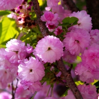 Pink flowers