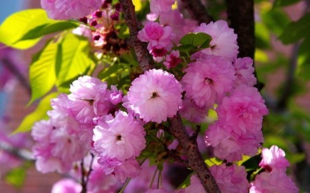 Pink flowers