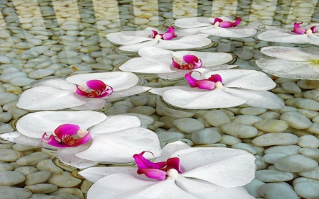 Water Garden - water, flowers, garden, naure