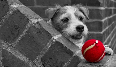 :) - fun, animals, dog, red, photography, ball, bw, funny