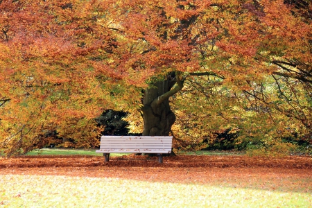 Autumn Bench!