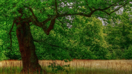 marvelous gnarled tree in a forest clearing hdr - hdr, field, gnarled, forest, tree