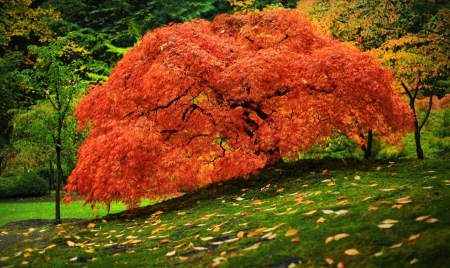 IN THE GARDEN - autumn, trees, pink, green, leaves, grass