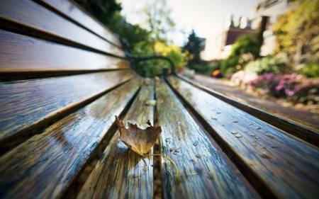 Autumn Leaf - bokeh, autumn, rain, leaf, bench, autumn splendor, autumn leaves, fall, leaves, drops