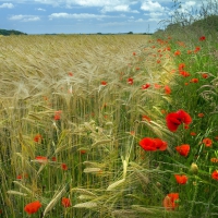 Poppies Field