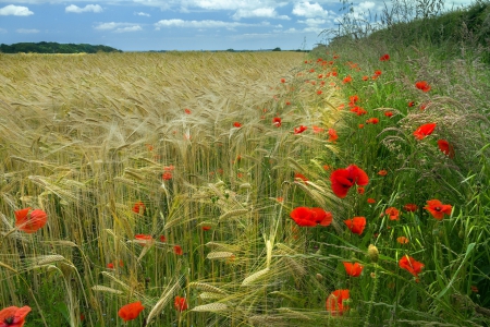 Poppies Field - clouds, poppy, poppies, splendor, grass, field of poppies, nature, field, sky