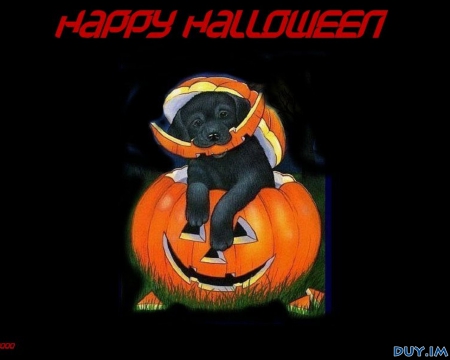 PUPPY PUMPKIN - halloween, puppy, wallpaper, pumpkin