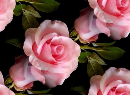 ~ âœ¿ ~ - wallpaper, roses, image, new, expression, color