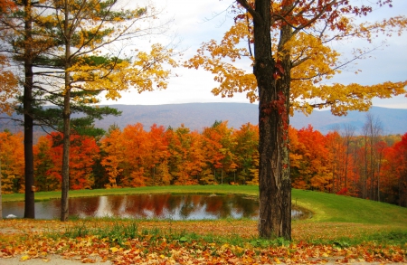 Autumn pond - season, sky, autumn, carpet, trees, foliage, calm, fall, reflection, pond, branches, falling, serenity, nature, forest, cloudy, leaves, colors