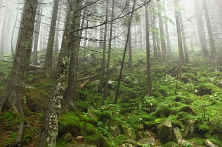 ÐšÐ°Ñ€Ð¿Ð°Ñ‚ÑÑŒÐºÐ¸Ð¹ Ð»Ñ–Ñ - ukraine, forest, trees, karpaty, mountains