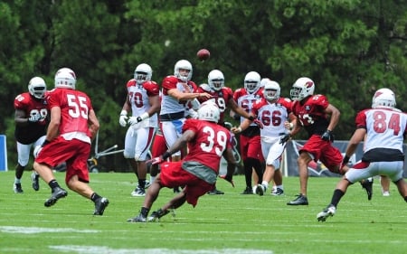 Arizona Cardinals Training - sports, entertainment, football, other