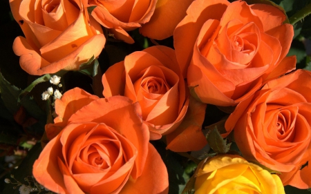 Roses - yellow, autumn, rose, orange, flower