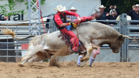 Bull Ride - rodeo, men, bulls, entertainment, cowboys