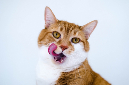 Yumm - white, tongue, cat, pink, animal, orange, funny, cute