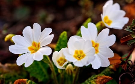 Flower - plant, nature, leaf, flower