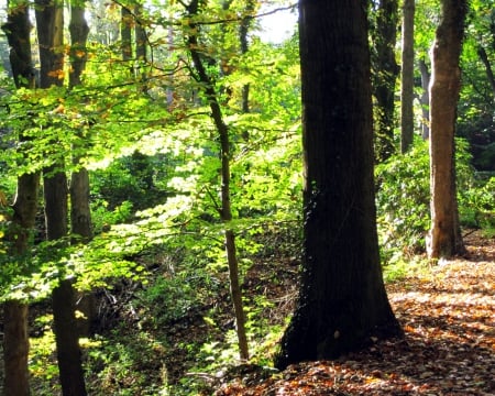 Fall - photography, forest, trees, nature