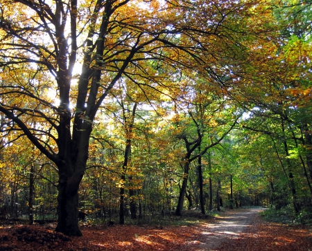 Forest in fall - fall, forest, nature, photography