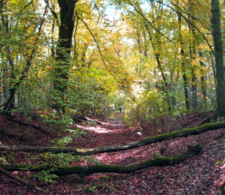 Forest - nature, fall, trees, forest, photography