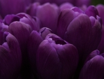 Lilac Tulips