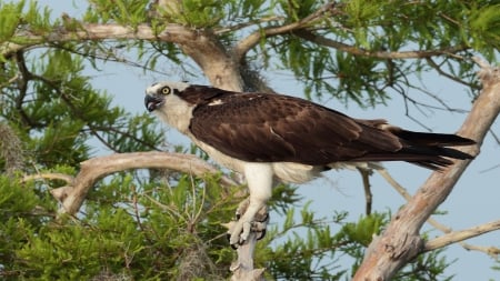 The Mighty Osprey - nature, wildlife, osprey, birds