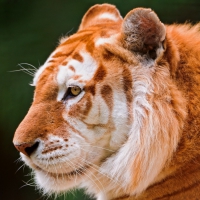 Golden Tiger