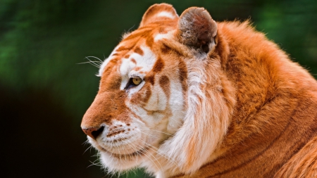 Golden Tiger - cats, beauty, tigers, wildlife