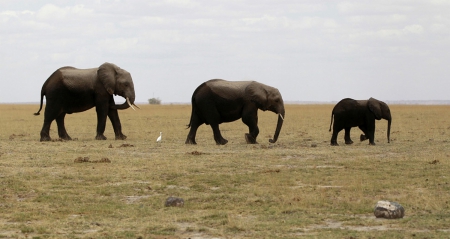 Family - elephants, Africa, animals, beautiful