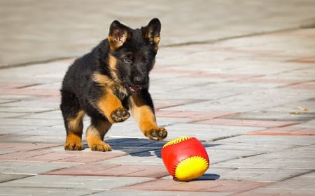 German shepherd - pretty, beautiful, dog face, puppies, lovely, playful dog, sweet, playful, dogs, cute, face, puppy, animals