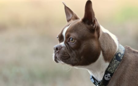 *** Boston terrier *** - animal, dogs, boston, dog, animals, terrier