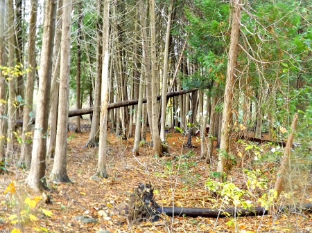 Little Lake Trail Park - forest, trail, leaves, trees, park, autumn