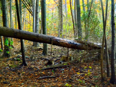 Little Lake Trail Park - autumn, forests, trees, trails, parks, leaves