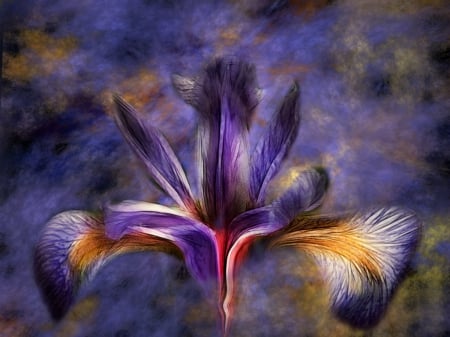 Abstract of a Iris Flower - flower, digital, iris, abstract