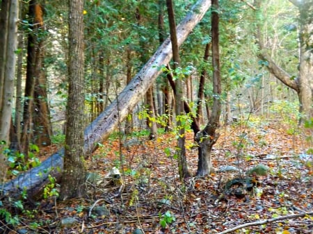 Little Lake Trail Park - forests, trees, trails, autumn, park, leaves