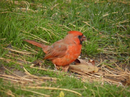 baby cardinal - bird, red cardinal, cardinal, red