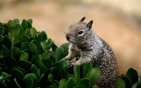 Squirrel - leaves, animals, cute, squirrel