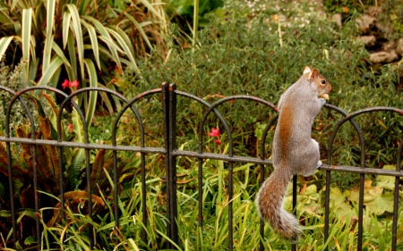 Over the fence - plants, animals, squirrel, fence