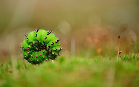 Catterpillar - closeup, catterpillar, gree, grass