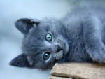 Cute cat