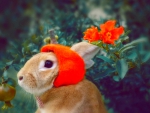 Cute bunny