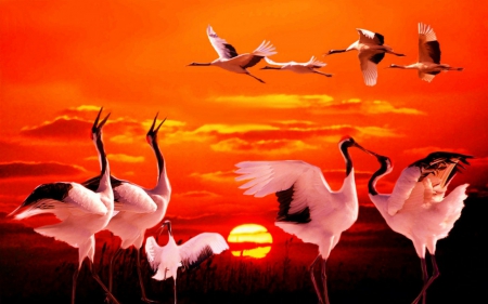 Red sky - nature, sky, birds, red