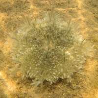 Red Sea benthic jellyfish