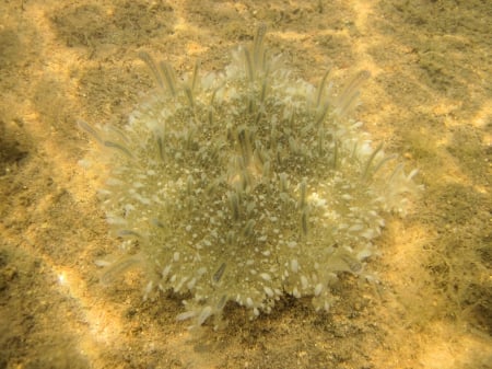 Red Sea benthic jellyfish - marine, nature, cnidarian, jelly, jellyfish, stinging, red sea