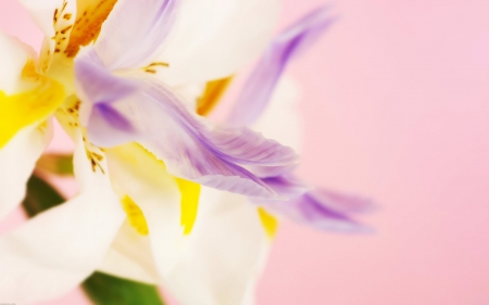 Pastel Petals♥ - white, yellow, purple, soft, colors, petals, pink, pastels